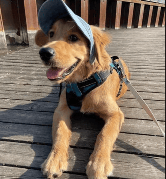 Capota de protecție solară în aer liber pentru câini